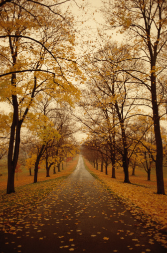 Road Between Autumn Trees