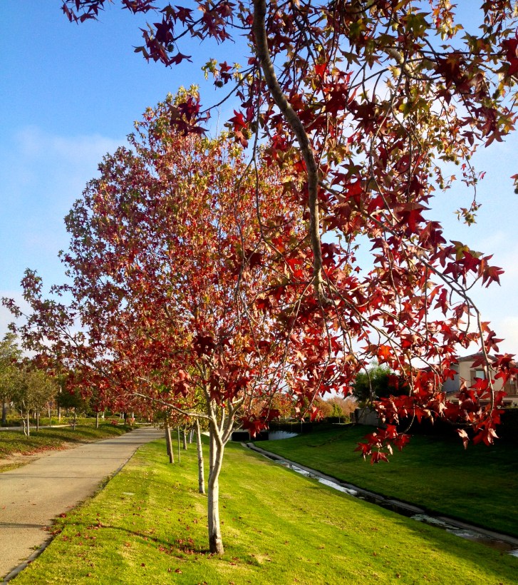 Sycamore trees, Oxnard, CA