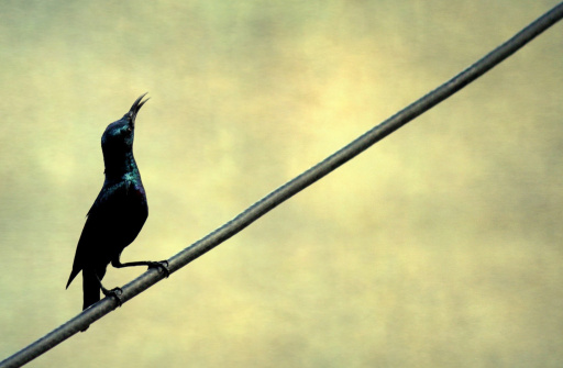 Male purple sunbird-gettyimages.com