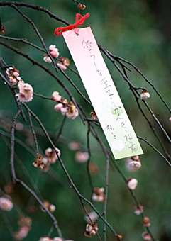 Haiku on Cherry Blossom-gettyimages
