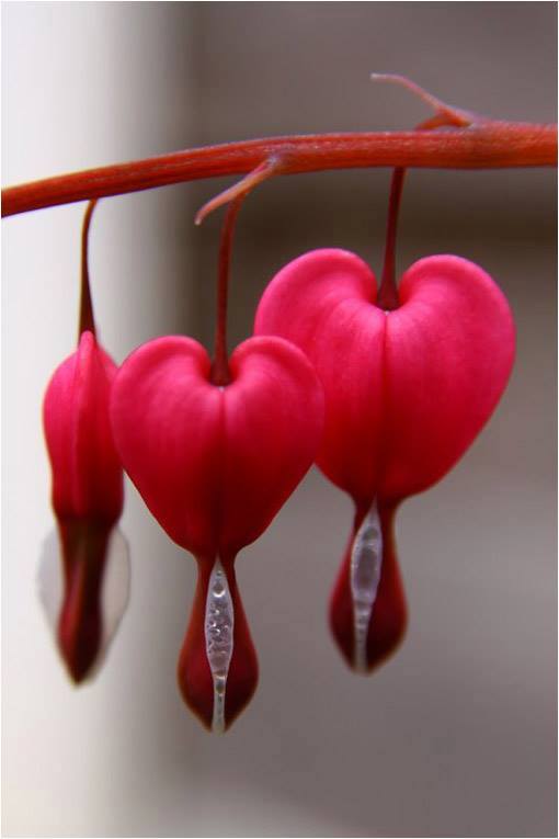  The "wounded heart" flower from eastern asia