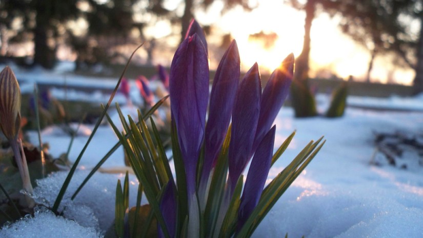 Crocuses at Sunrise, flickr.com C. Eikhert