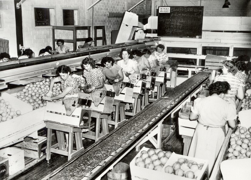 citrus packing house, 1940's