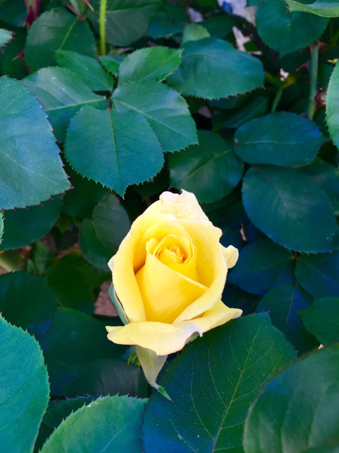 yellow rose bud