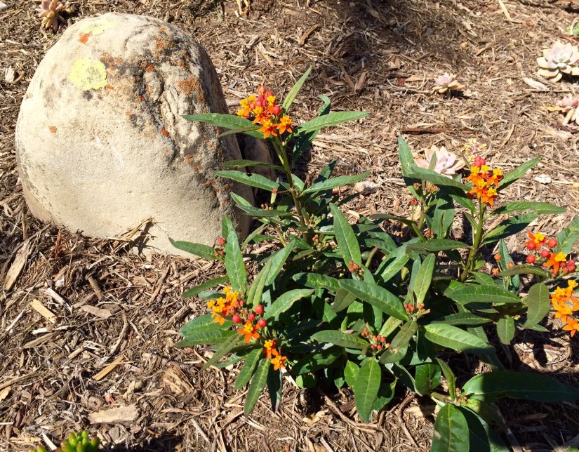milkweed, lichen covered rock in garden
