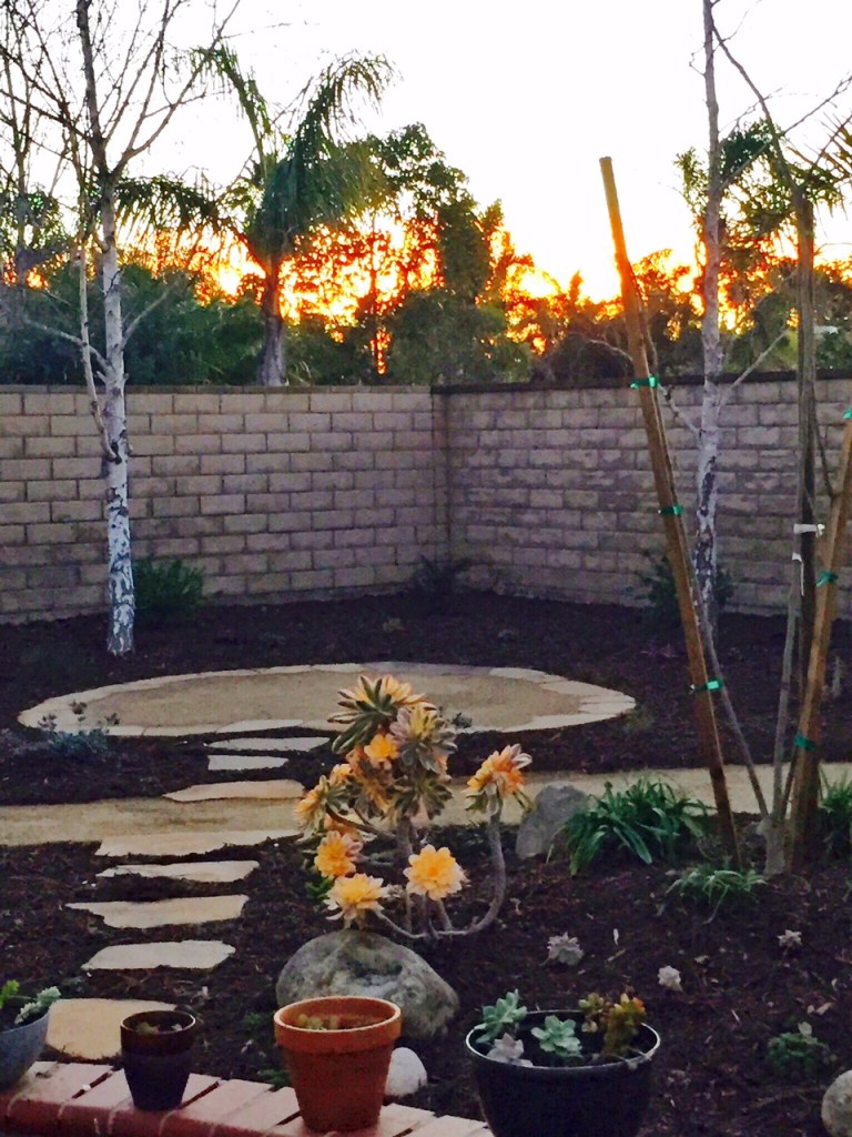 Low water garden-photo by AlvardoFrazier