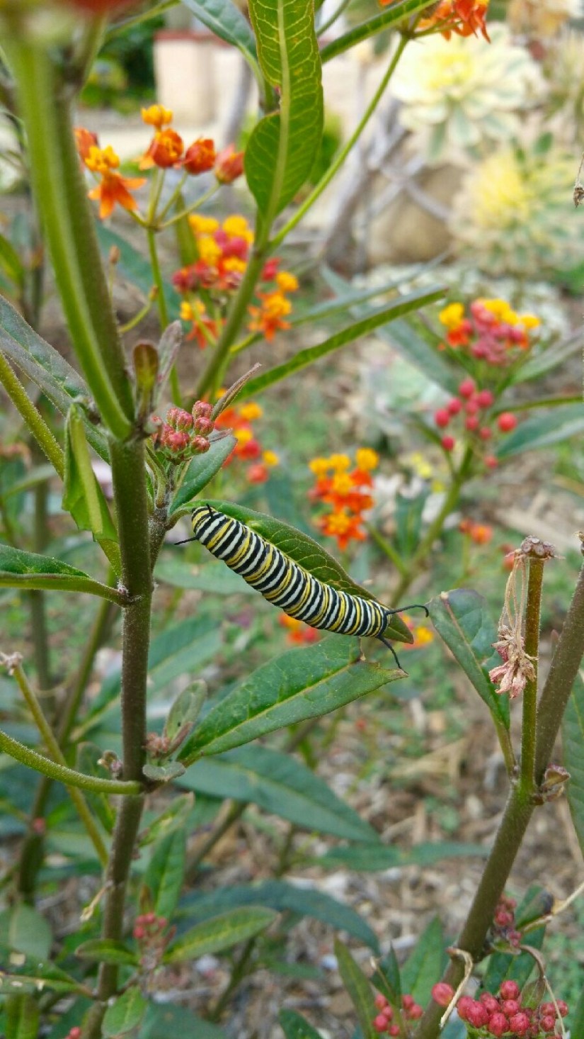 milkweed plant with caterpillar on leaf