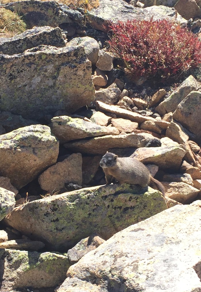 Marmot sunning on rocks