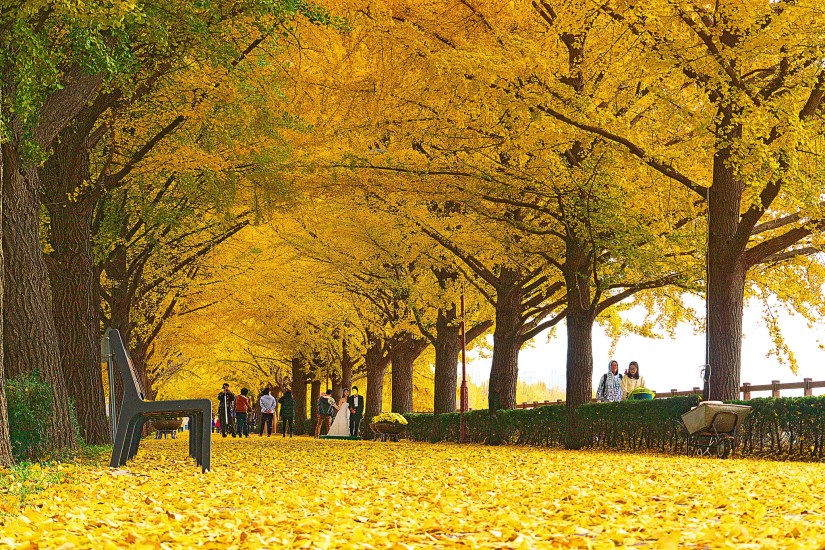 path with several ginkgo yellow trees