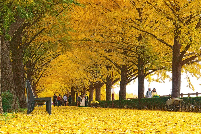 path with several ginkgo yellow trees