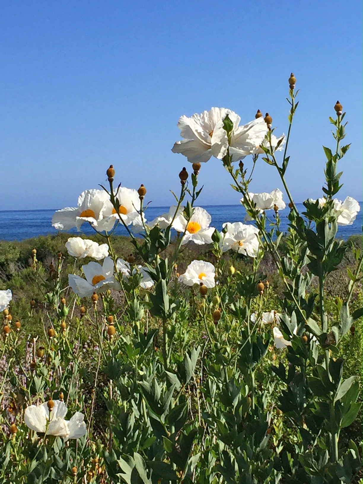 Matilija Poppies, Santa Barbara, CA