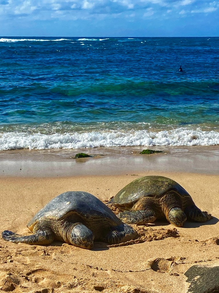 Endangered sea turtles in Laniake Beach O'ahu Photo by Mona Alvarado Frazier